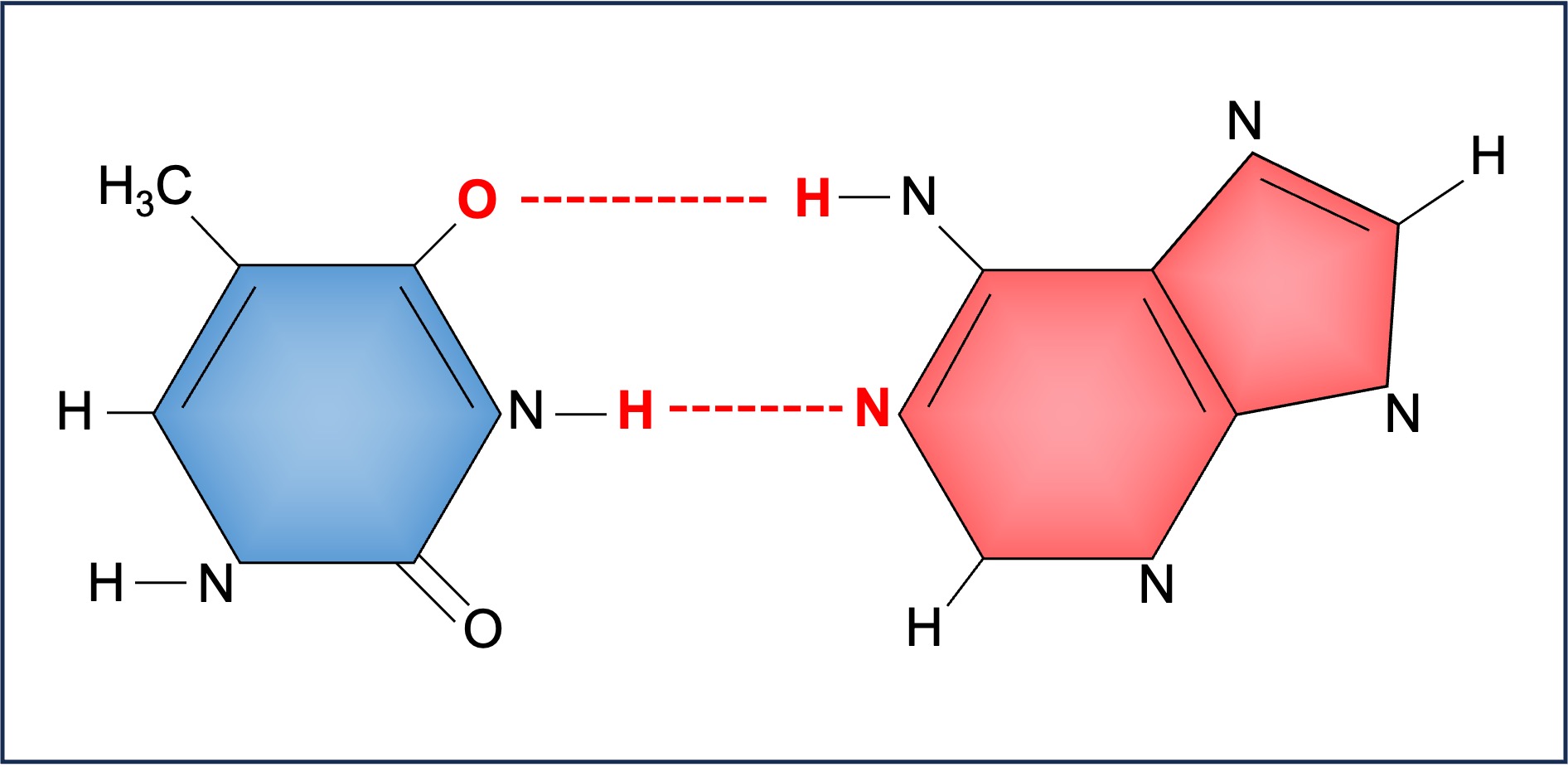 Base sequence